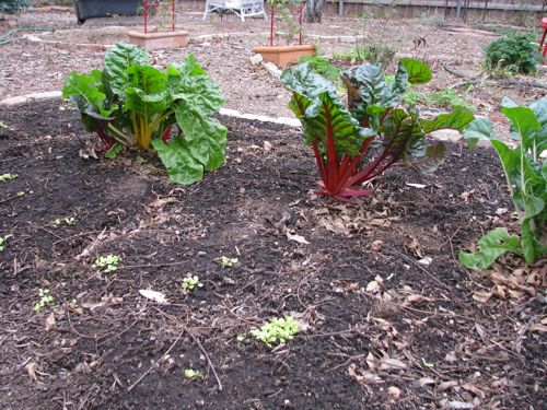 Swiss Chard tastes great in potato soup. These plants were harvested yesterday, so they aren't as full as they'll be in a week. The sprouts in front are lettuce planted in December.