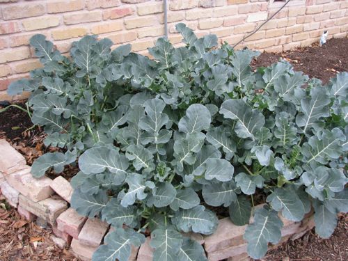 My broccoli was planted in September. The bed is raised created with a layer of alfalfa, a layer of coastal hay, and a layer of compost. I hand water it every few days.