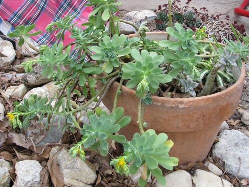 These succulents are about to bloom. I cover these when the temperature dips below freezing.