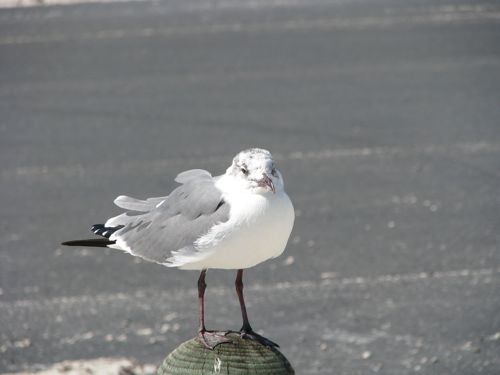 What's a trip to the coast without an obligatory sea gull picture?
