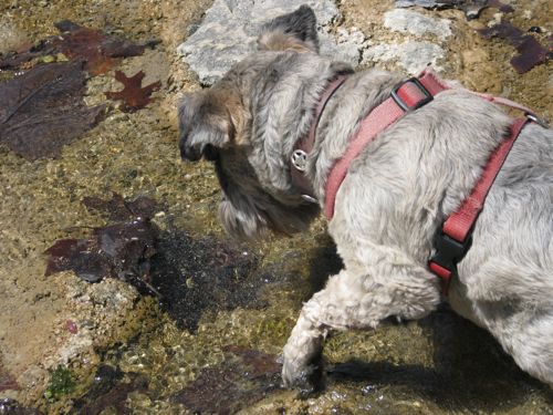 Lilly studied that other dog's shadow in the water.