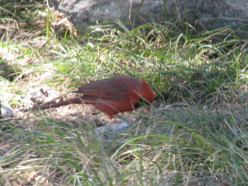 We saw a cardinal, which always means good luck.
