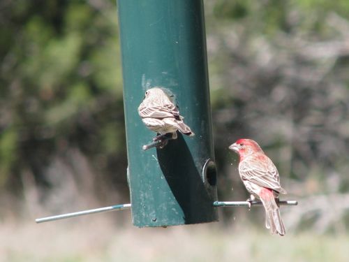 And lots of other birds along the way.