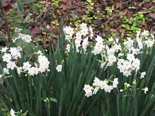 Paperwhites came with the house. They bloom every year without me doing a thing to them.