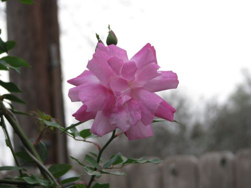 The delicate flower on the Old Blush rose starts out deep pink and fades to the palest hue. The arbor was covered with them on Valentine's Day.