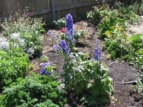 As I carried this pot of flowers out of the garden center, a lady stopped her car in the parking lot, rolled down her window and asked, "What is that? I've got to have one." "Delphiniums, and I've had no luck growing them from seeds."  They've been beautiful for more than a month now. Definitely worth the effort.