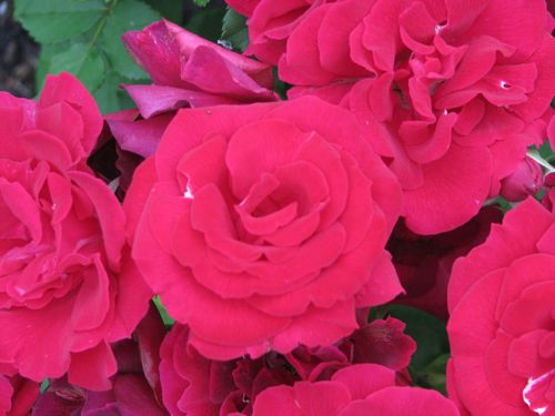 This antique rose is called Valentine. Bacon bought the bush last year for Cherry on Valentine's Day.