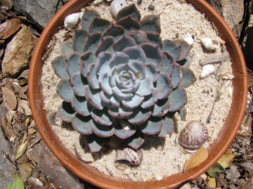 This Peacock Ecktavaria was the inspiration for a scene in my current work in progress. I like that it looks like a rose and it's blue.