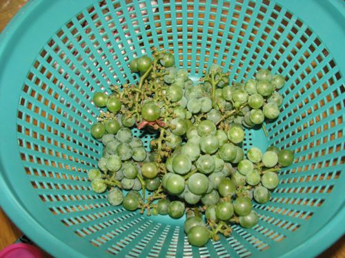 grapeharvest2
